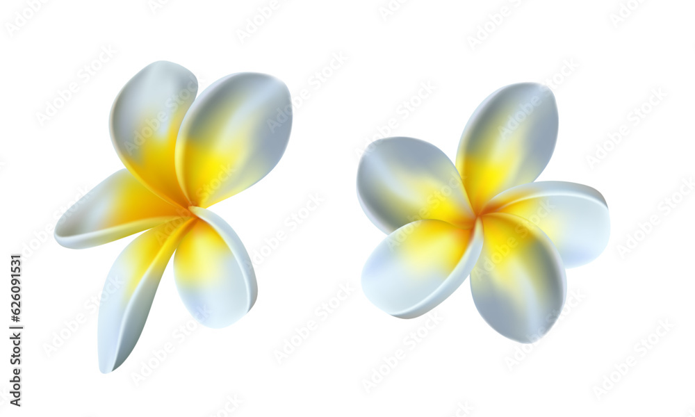 Fototapeta premium Vector white frangipani flower isolated on white background
