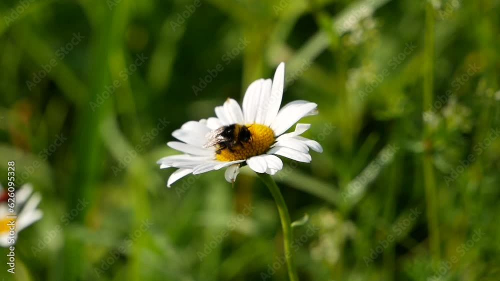A large bumblebee collects nectar on a chamomile flower in a meadow on a sunny summer day. Pollination of medicinal herbs by insects in the field. A large bumblebee collects nectar on a chamomile flower in a meadow on a sunny summer day. Pollination of medicinal herbs by insects in the field.