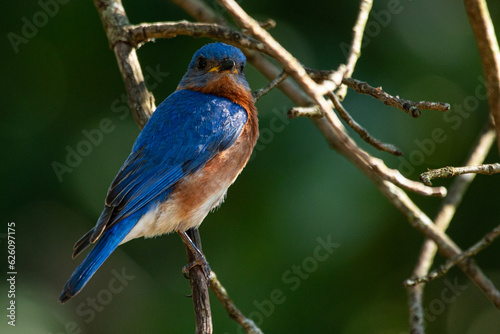 Eastern Bluebird Sitting In Tree