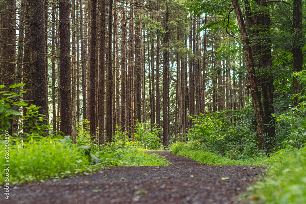 Obraz premium Spring season bloom hiking trail copy space background image.