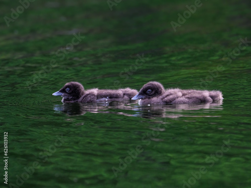 Two common loon chicks swimming in green water, portrait