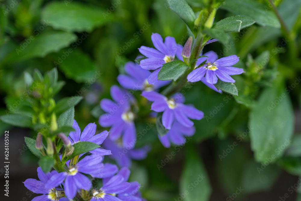 Blue flowers with a marigold shape.