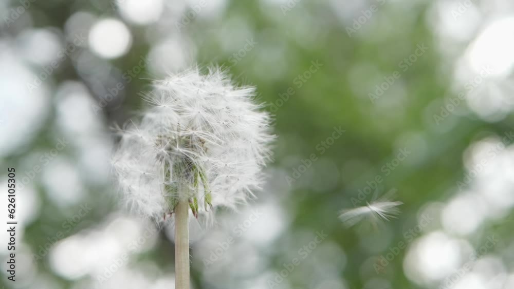 Fluffy delicate dandelion seeds on blurred green background. Alergy concept. Bloomed dandelion flower grows. Fly seeds Fluffy delicate dandelion seeds on blurred green background. Alergy concept. Bloomed dandelion flower grows. Fly seeds
