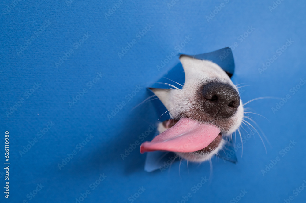 Jack russell terrier dog licks his nose and leans out of torn paper