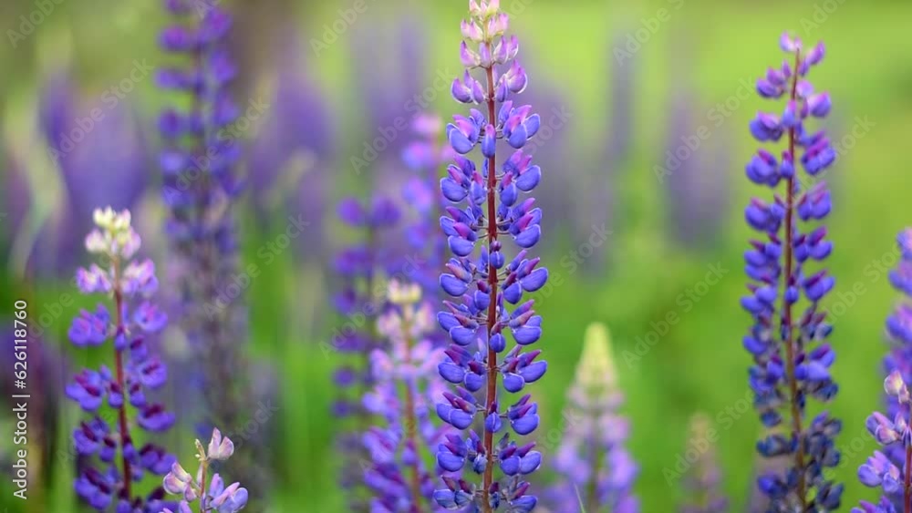 Lupine color. Beautiful wild flowers in nature. Lupine color. Beautiful wild flowers in nature.