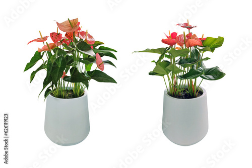 Tableau sur toile Ornamental plants Anthurium with red flowers in a white pot