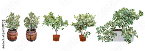 Fotografering Collection ornamental trees and shrubs (ficus, fig) with colorful foliage
