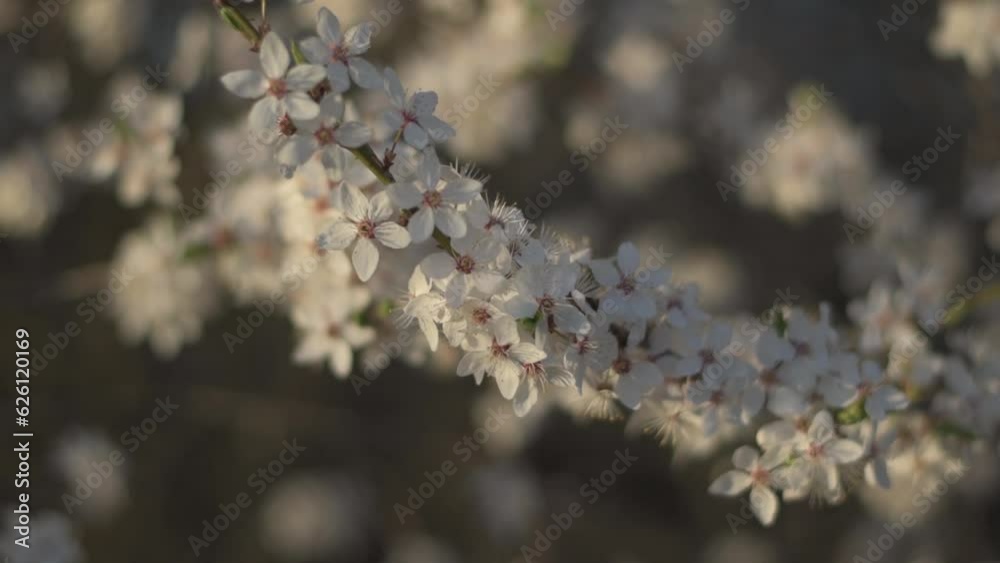 Many small white flowers bloom on a branch. Magical spring period. Many small white flowers bloom on a branch. Magical spring period.