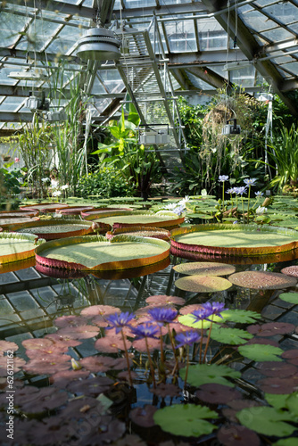 Greenhouse with tropical Victoria Amazonica. Pond in glasshouse with giant water lily and aquatic plants.