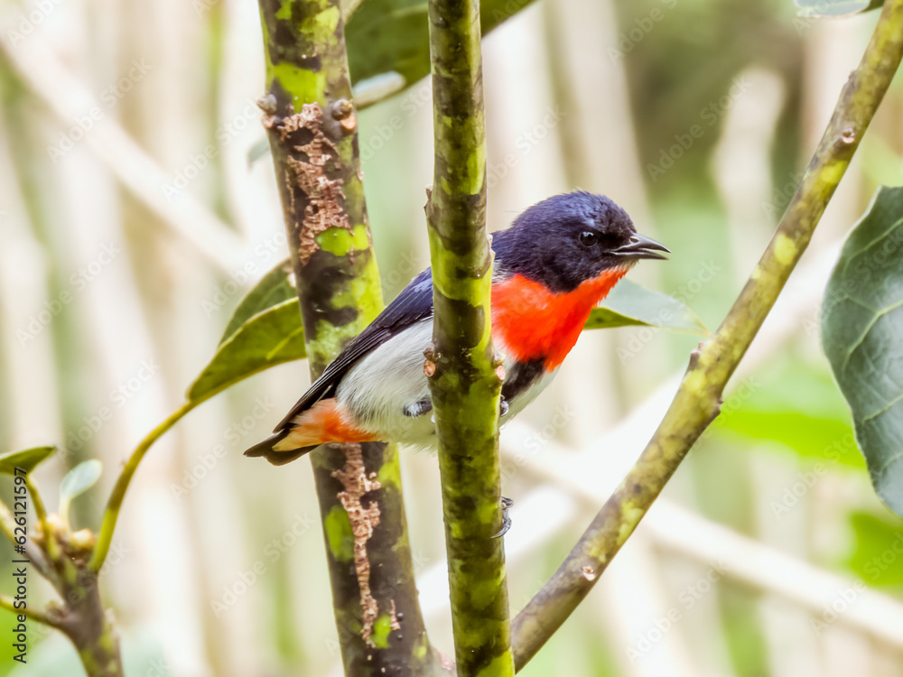Male Mistletoebird in Queensland Australia Male Mistletoebird in Queensland Australia