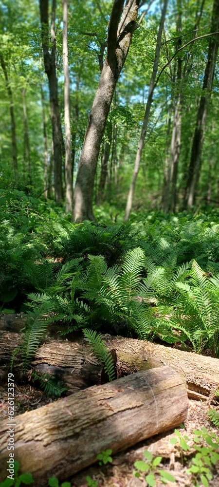 Obraz premium tree in the forest