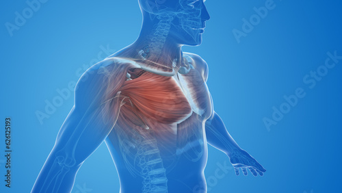 Anatomy Of A Pectoral Strain or Chest Muscle