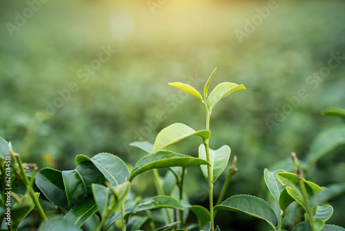 Foto Top of Green tea leaf in the morning, tea plantation