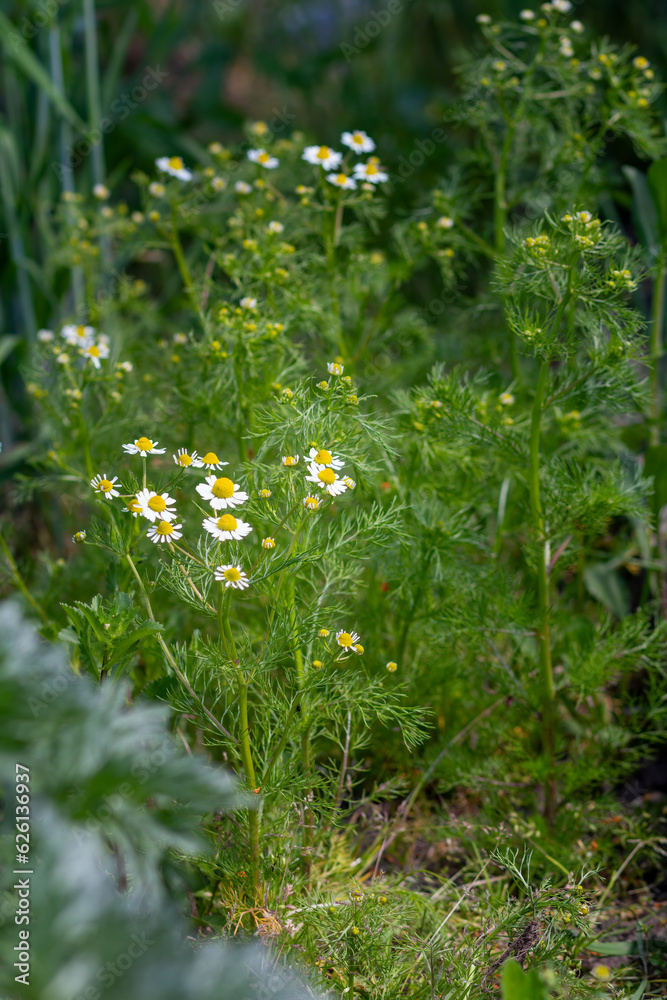 Flowers of chamomile with blurred same flowers.