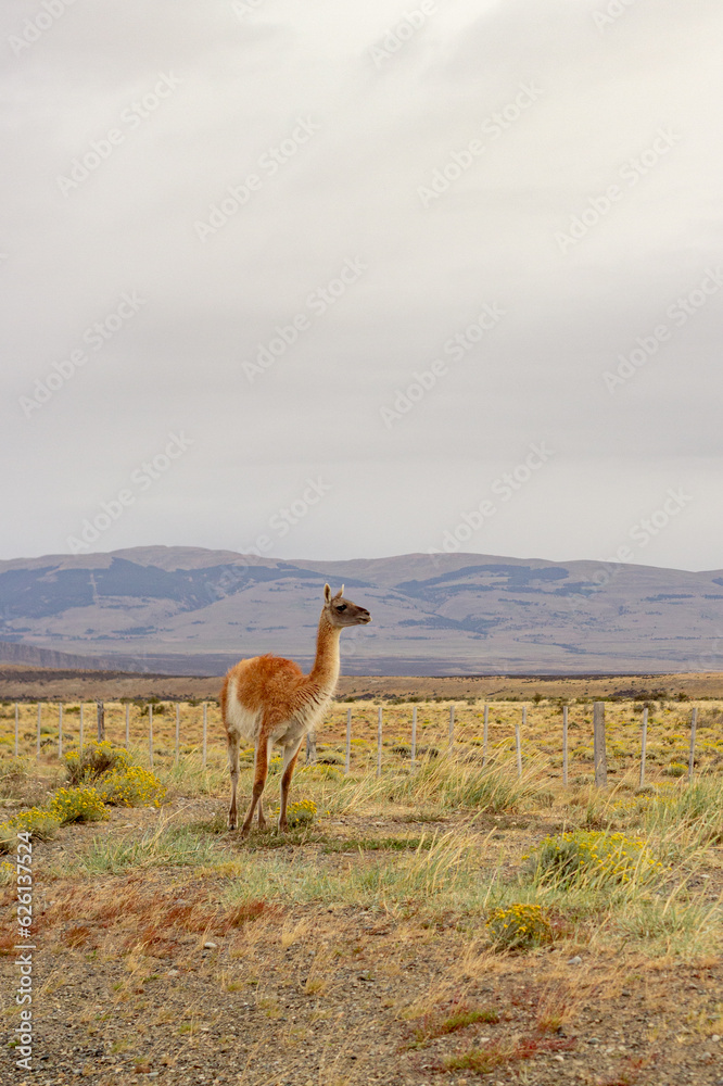 Naklejka premium Guanaco in National Park Torres del Paine
