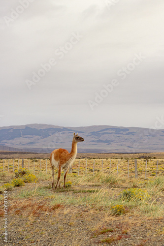 Guanaco in National Park Torres del Paine