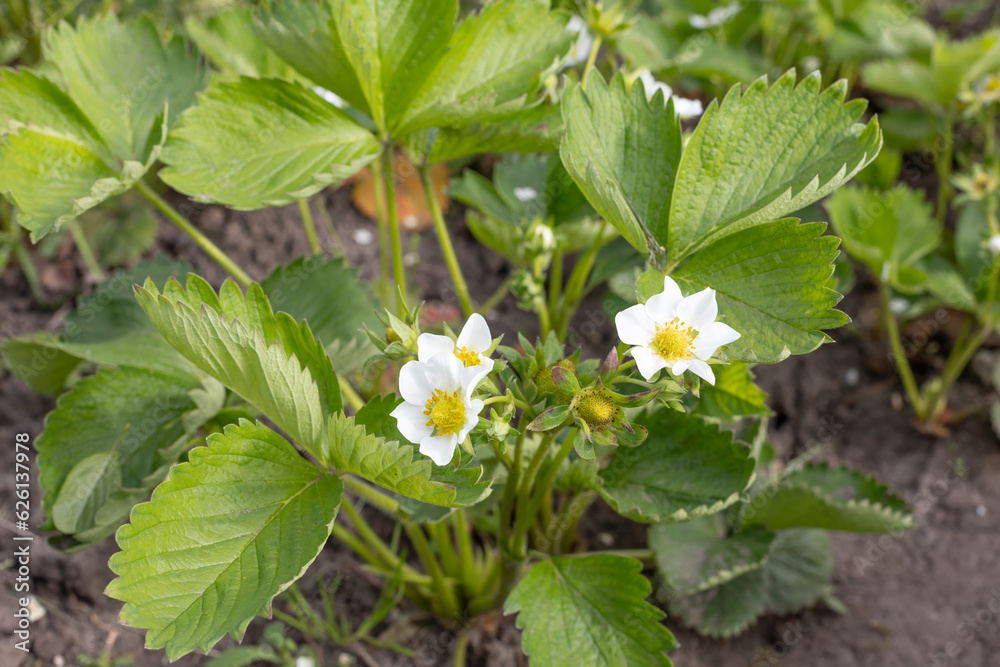 Flowering strawberry bushes in the garden in springtime.