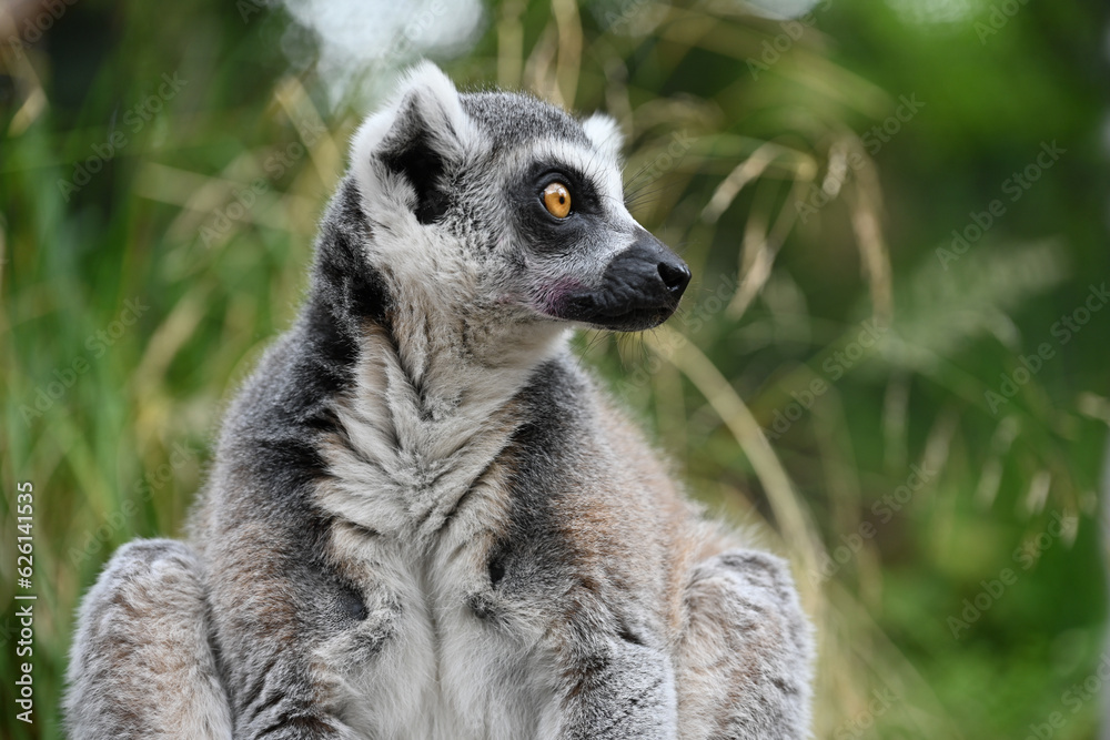 Fototapeta premium Face and fur of a ring lemur in London Zoo