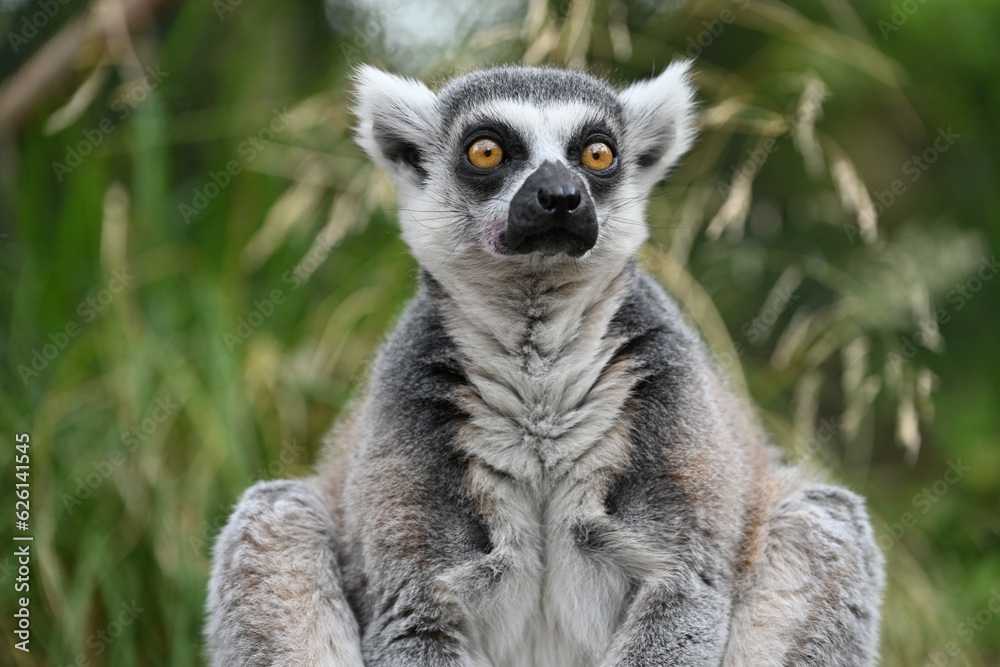 Fototapeta premium Close up of a Lemur in London Zoo