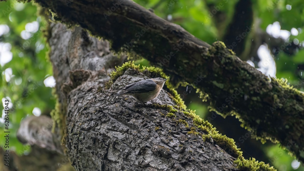 Isolated close up portrait of 
Green warbler bird in the wild during a rainy day- Armenia