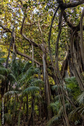 Banyan trees and Kentia Palms on Lord Howe Island, Australia