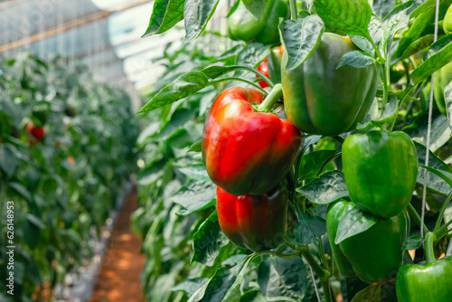 bell pepper hanging on tree in garden © lovelyday12