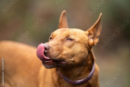 kelpie dog off lead in the bush in a trail © Phoebe