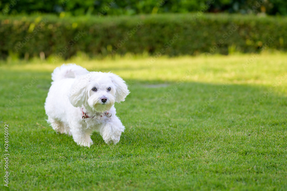 Adorable little white Havanese dog walking through the garden