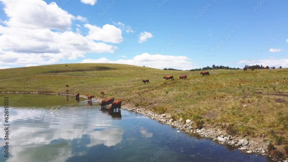 Free Range Cattle Herd of Cows Grazing Freely Along Lake Pasture, Drinking Water | Grass Fed Beef Agriculture Farming Livestock ,Cattle Ranching | Migrating Roaming Freely, Ethical Farming | 1 of 12 Free Range Cattle Herd of Cows Grazing Freely Along Lake Pasture, Drinking Water | Grass Fed Beef Agriculture Farming Livestock ,Cattle Ranching | Migrating Roaming Freely, Ethical Farming | 1 of 12