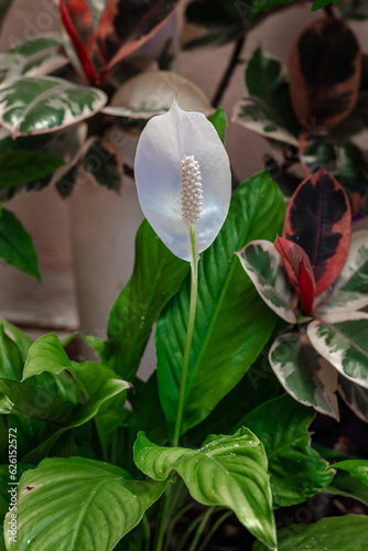 A houseplant. White spathiphyllum flower with green foliage. Spathiphyllum wallisii, known as sleeping or peaceful lilies. Green leaves of the Spathiphyllum flower. Vertical image.