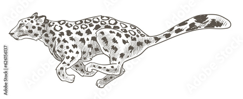 Leopard or cheetah, running nd hunting leopard