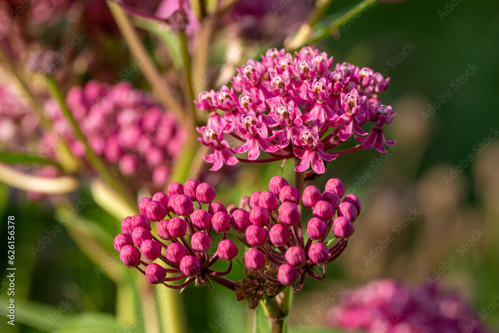 Fototapeta premium Macro texture view of beautiful pink swamp milkweed (asclepias incarnata) flower blossoms with defocused background