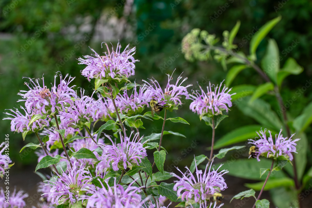Close up texture background view of purple color wild bergamot (monarda fistulosa) wildflowers, also known as called bee balm Close up texture background view of purple color wild bergamot (monarda fistulosa) wildflowers, also known as called bee balm