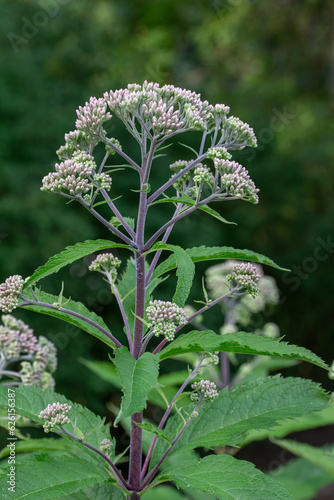 Close up texture background view of developing flower buds on a Joe-Pye weed (eutrochium) flower stalk, with defocused background photo