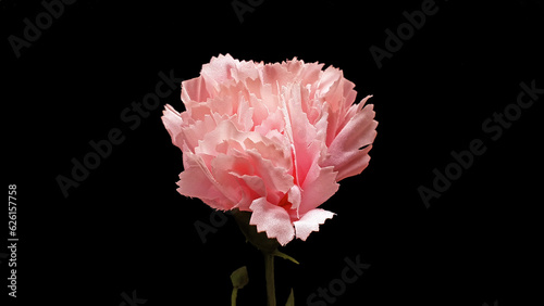 Pink flower isolated on black background. Artificial pink carnation flower.