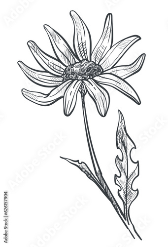 Chamomile flower monochrome sketch outline vector