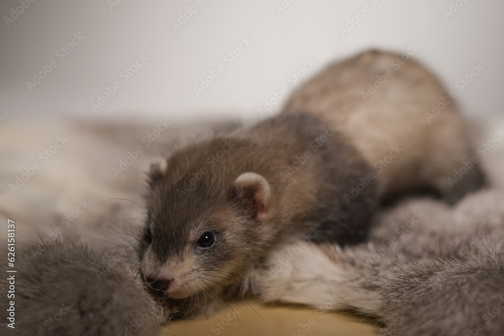Ferret five weeks old baby posing for portrait on rabbit fur Ferret five weeks old baby posing for portrait on rabbit fur