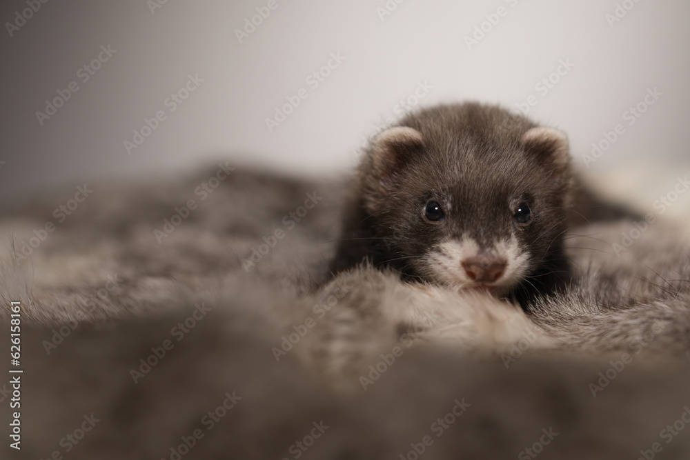 Fototapeta premium Ferret five weeks old baby posing for portrait on rabbit fur