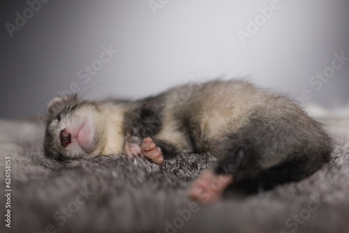 Ferret five weeks old baby posing for portrait on rabbit fur © Couperfield
