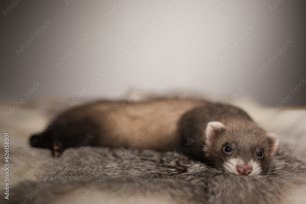 Ferret five weeks old baby posing for portrait on rabbit fur Ferret five weeks old baby posing for portrait on rabbit fur