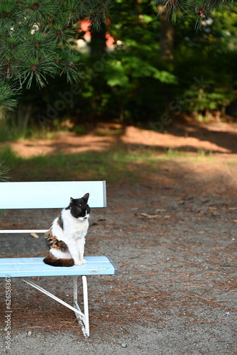 公園のベンチで座る年老いた猫