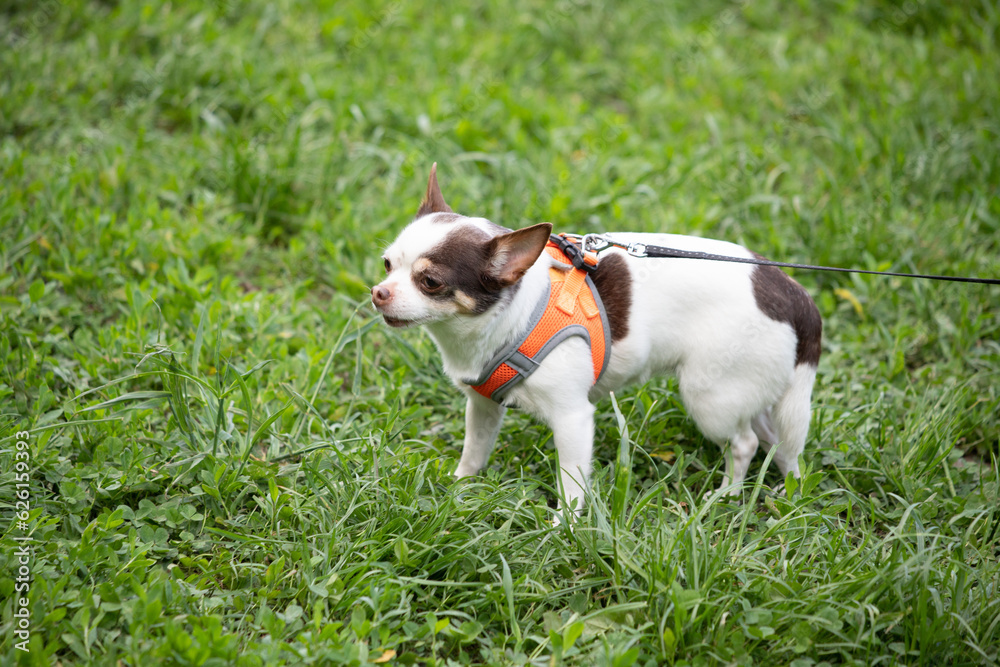 Small dog on a leash in the green grass.