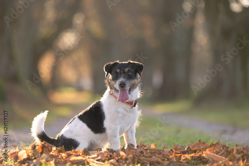 Proud little Jack Russell Terrier dog sitting on leaves and posing in autumn.