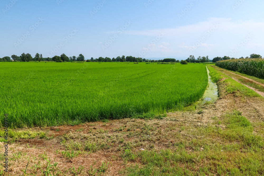 Obraz premium Po Valley Italy panorama landscape fields crops corn wheat soy agriculture