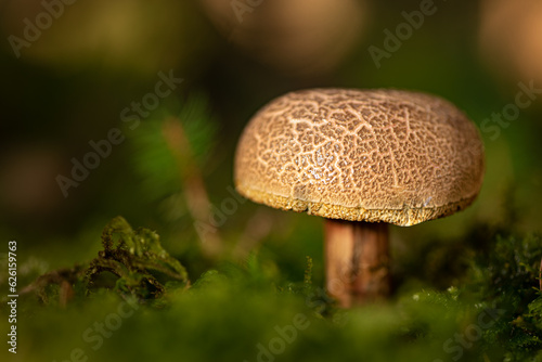 Beautiful mushroom in atmospheric environment. Latin name xerocomus subtomentosus.