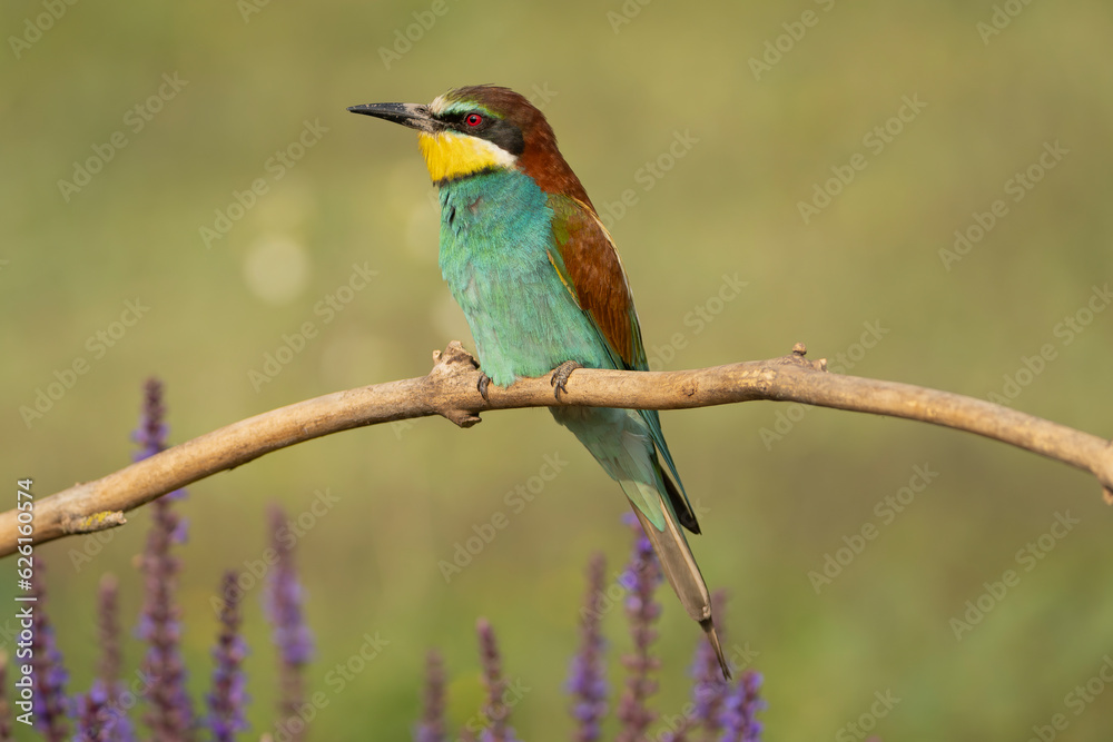 European bee-eater - Merops apiaster perched at light green background. Photo from Kisújszállás in Hungary. European bee-eater - Merops apiaster perched at light green background. Photo from Kisújszállás in Hungary.
