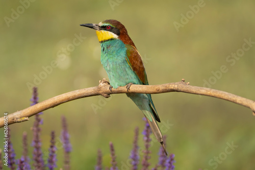 European bee-eater - Merops apiaster perched at light green background. Photo from Kisújszállás in Hungary.
