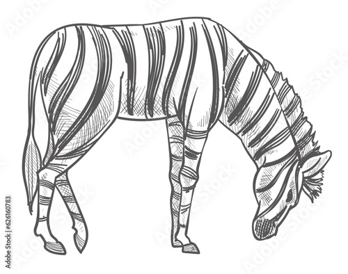 Wild animal grazing on field, zebra monochrome