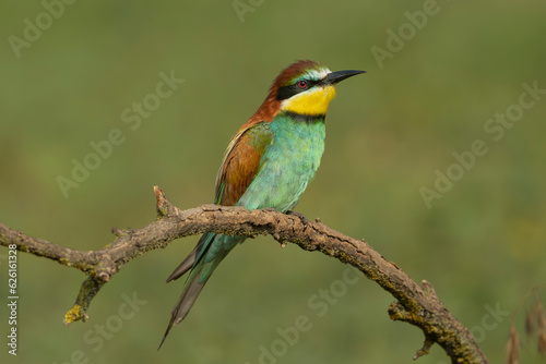 European bee-eater - Merops apiaster perched at light green background. Photo from Kisújszállás in Hungary.  © PIOTR