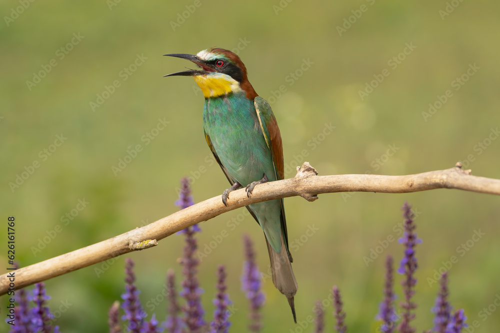 European bee-eater - Merops apiaster perched with open beak at light green background. Photo from Kisújszállás in Hungary. European bee-eater - Merops apiaster perched with open beak at light green background. Photo from Kisújszállás in Hungary.